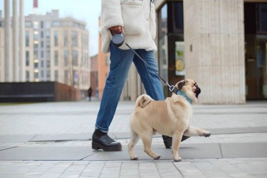 犬の『リード』正しい使い方5選 安全に使用するために押さえておきたいポイントまで