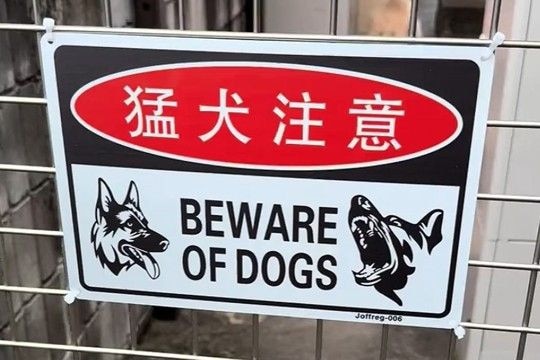 『猛犬注意の看板』があったので、覗いた結果→下の方を見ると…思っていたのと違う光景に爆笑の声「かわいすぎる猛犬ｗ」「笑いましたｗｗ」