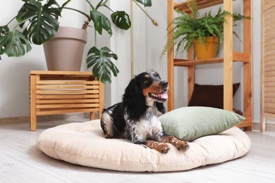 犬の『ベッド』絶対NGな洗濯方法５選　愛犬に健康被害をもたらす危険行為まで解説