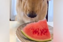 スイカの食べ方を忘れてしまった大型犬→困っていたら、娘が食べ方を教えてあげて…『思い出す瞬間』に反響「困り顔かわいいｗ」「子どもみたい」