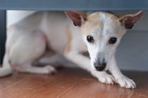 犬が『パニック』になっているときのNG行為3つ　愛犬を混乱させないための適切な対応まで