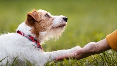 手に前足を載せる犬