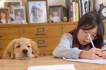 宿題をする女の子を見守っていた犬→待ちきれなくなってしまい…可愛すぎる『遊びのお誘い』が96万再生「愛されてるんだろうな」「子犬彼氏」