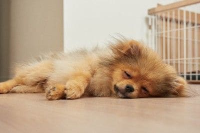 横たわるポメの子犬