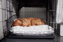 犬が『調子が悪い』ときにみせるサイン4つ　異変を感じた場合はすぐに病院へ