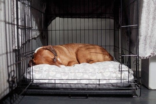犬が『調子が悪い』ときにみせるサイン4つ　異変を感じた場合はすぐに病院へ