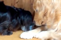 ご飯を食べ終わった大型犬→まだ食事中の同居犬に近付いて…遠慮が無さすぎる『おこぼれ待ち』が27万再生「圧すごくて草」「ゼロ距離待ちｗ」