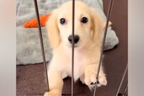 『ケージから出してほしい』と駄々をこねている子犬→すぐ隣を見ると…尊すぎる『まさかの勘違い』が69万再生「犬生1週目」「真横で愛おしい」