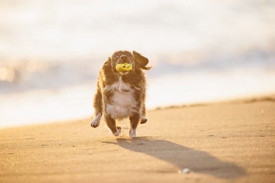 『迷惑な犬の飼い主』の共通点4選　周囲への配慮が足りていない人の特徴とは？