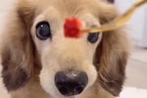17歳の老犬が『いちごを食べさせてもらった』結果→途中で『あげるフリ』をすると…勘違いで見せた『表情』が56万再生「赤ちゃんｗ」「尊い」