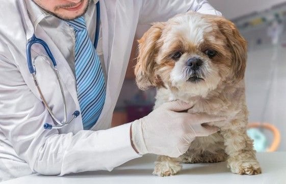 『お金がかかる犬』の特徴5選　何に費用がかかるの？定期的に発生する主な出費とは