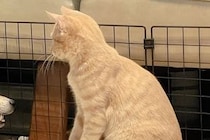 一緒に遊んでいる犬と猫→ふと様子を見てみたら…完全に立場が逆になっている『予想外の光景』に6万いいね集まる「楽しそうで草」「仲良しだｗ」