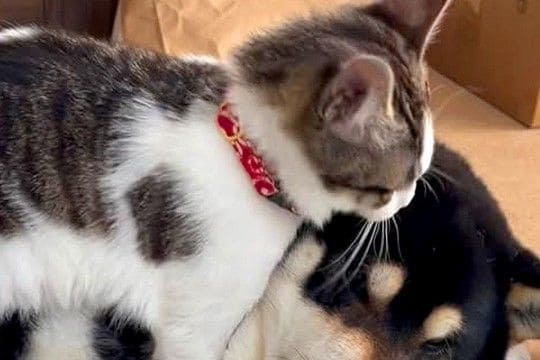 保護猫が『犬のことを好きになりすぎた』結果→抱きついても、されるがままで…愛に溢れすぎている光景が29万再生「可愛いふたり」「癒される」