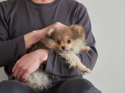 子犬を抱っこする男性
