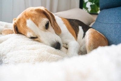 丸まって眠る犬