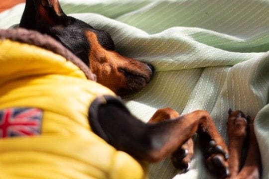 犬が『丸くなって眠る』理由５選　寝相から分かる心理や注意点まで解説