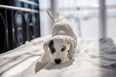 ニオイを嗅ぐ子犬