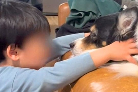 『男の子のおもちゃを大型犬が踏んでいる』と思ったので、どいてとお願いしたら…可愛いやり取りと結末が24万再生「一生見てたい」「ほっこり」