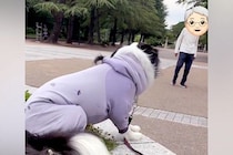 散歩中、おじいちゃんとおばあちゃんに会った犬→見つけた瞬間に駆け寄って…あまりにも尊い光景が144万再生「幸せだね」「羨ましすぎる」