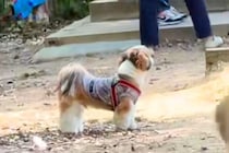 ドッグランで迷子になった犬→名前を呼んでも気付かずに…尊すぎる『見つけた瞬間の光景』に絶賛「探す姿が愛おしい」「必死なのたまらない」