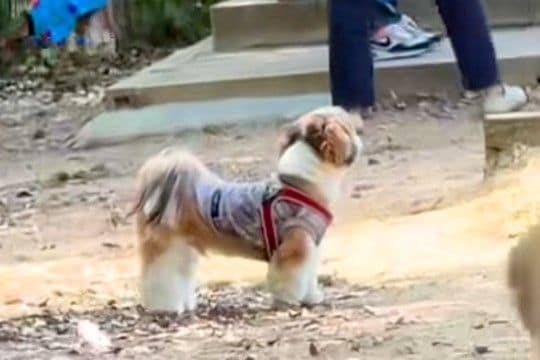 ドッグランで迷子になった犬→名前を呼んでも気付かずに…尊すぎる『見つけた瞬間の光景』に絶賛「探す姿が愛おしい」「必死なのたまらない」