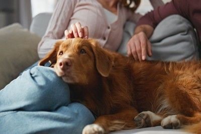女性の膝に寄り添う犬