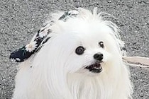 とてもお利口さんな犬→でも、トイレをする時に…唯一失敗した『しつけ』に4万いいね「クセ強くて草」「ぜひ居合わせたい」「歌が気になるｗ」