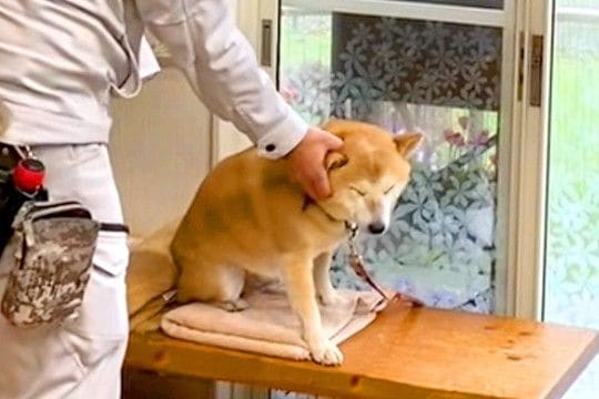 消防点検にやってきた業者のおじさん→犬が怖がってしまい…優しさ溢れる『可愛いやりとり』に反響「隠れられてないｗ」「業者さんも可愛いｗ」