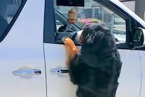 車で出かけようとしたら、超大型犬が『置いていくつもりか！』と抗議して…予想外すぎる『衝撃の光景』が172万再生「執念ｗ」「必死すぎて草」