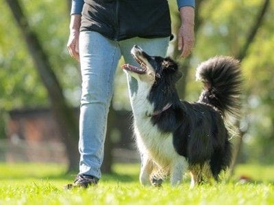 トレーニング中の犬