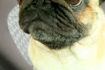 車での外出でテンションMAXな犬→『病院で注射するよ』と伝えた瞬間…人間の子どものような『顔の変化』が36万再生「目が…ｗ」「笑ったｗ」