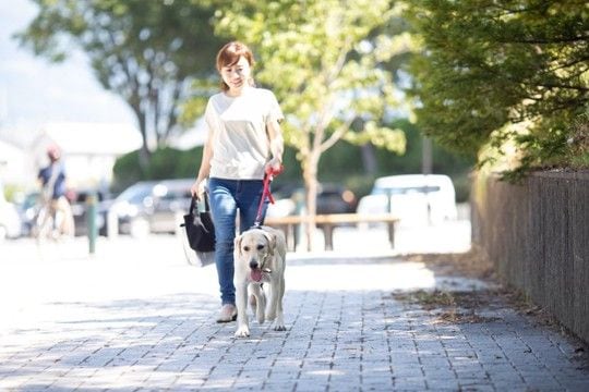 犬の『拾い食い』による死亡事故5つ 実際に報告されている事例や予防策まで