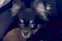 『5万円で売れ残った犬』を飼った結果→不安そうな顔をしていたので、愛情を注ぎ続けて…3年後の『表情の違い』が88万再生「運命の出会い」