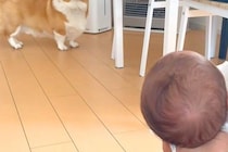 赤ちゃんを初めて目の前にした犬→近づいたものの、ビビってしまい…微笑ましすぎる『初対面の距離感』に反響「緊張してるｗ」「幸せでいっぱい」