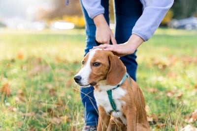 ほめられる犬
