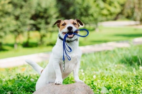 犬の散歩で絶対やってはいけない『NG行為』7つ 他者を巻き込むトラブルや事故の要因とは?