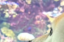 生まれて初めて『水族館』に行った犬→興味津々すぎて…小さな子供のような『表情』が19万表示「目が点にｗｗ」「夢中で見てて可愛すぎる」