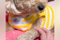 仕事に行こうとしたら『悲しげな顔』になる犬→帰宅後…あまりにもわかりやすい『態度の違い』が18万再生「完全に理解してる」「めちゃ可愛い」