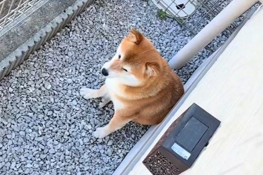 なぜかお庭で動かない犬→視線の先を見てみたら…思ってもみなかった『まさかの迷惑行為』に爆笑「なぜそこに落ちてるのww」「困っちゃうね」