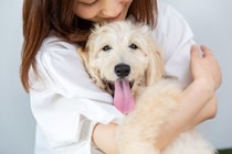 犬を『幸せ』にするためにできること5選　今日からできる生活の満足度を高めるコツとは？
