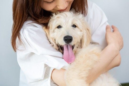 犬を『幸せ』にするためにできること5選　今日からできる生活の満足度を高めるコツとは？