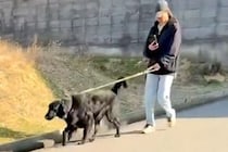 大型犬の散歩中、パパが『知らないふりをして通り過ぎた』結果→『気づかない』と思いきや…素敵すぎる展開が53万再生「愛情」「目キラキラ」