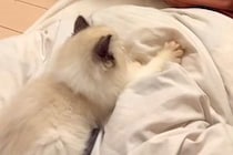 一時的に猫を預かることに→家にいた犬が『大好きなぬいぐるみ』を…尊すぎる『思いやりに溢れた光景』が66万再生「涙が出る」「気遣いの塊」