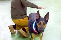 犬の足を拭き終わった後、『OK！』とおしりをポンと叩いたら…人間の女の子のような『表情と動き』が18万再生「訴えてて草」「レディだもん」