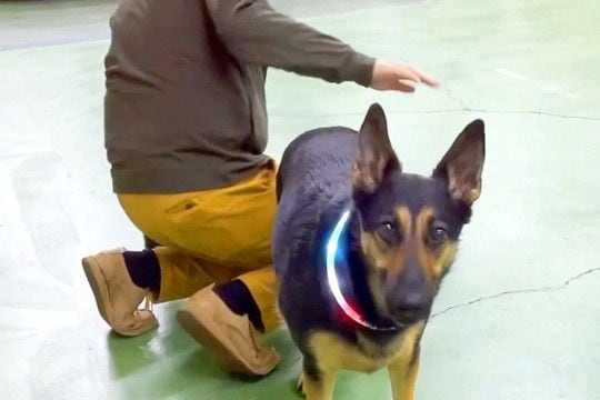 犬の足を拭き終わった後、『OK！』とおしりをポンと叩いたら…人間の女の子のような『表情と動き』が18万再生「訴えてて草」「レディだもん」