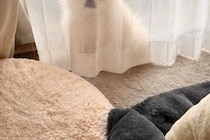 薄いカーテンの裏に隠れる犬→『見つかっていない』と勘違いしていて…あまりにも愛おしい『ドジな光景』に1万いいね「可愛すぎ」「妖精さん」