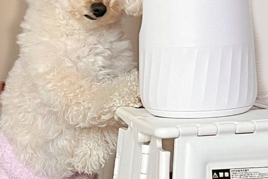『やけに犬が静かだな』と様子を見に行った結果→なぜか『カメラの前』で…笑ってしまう『まさかの光景』に反響「恐喝ｗｗ」「かわいい」