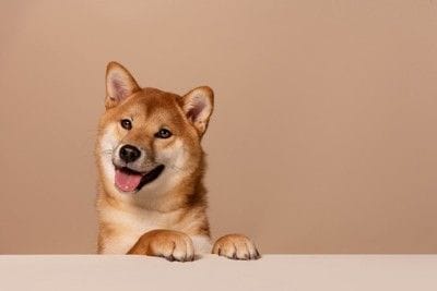 口を開ける柴犬