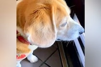 玄関で『大好きな配達員さん』を待つ犬→やっと会えた瞬間…嬉しさが伝わる『素敵な表情』に反響「笑顔が良すぎる」「でへへへってなってるｗ」