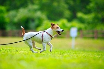 芝生の上を歩く犬